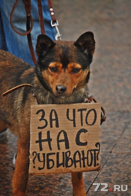 В Брянске защитники животных борются за жизни бездомных собак