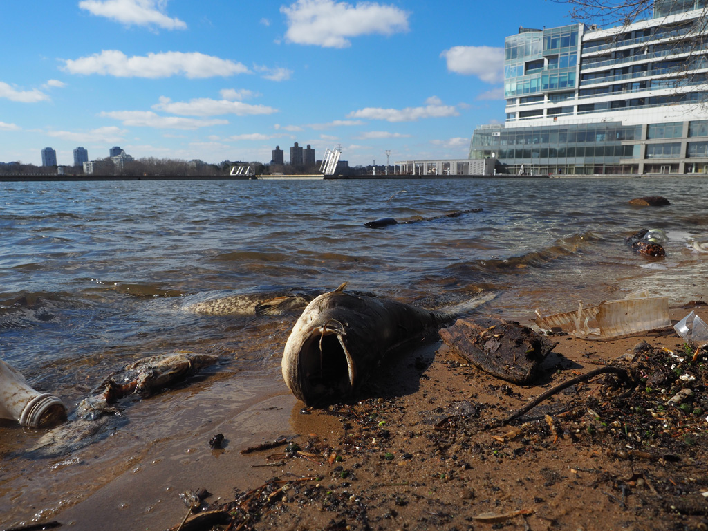 Новости сегодня водохранилище. Экология Химкинского водохранилища. Экологические катастрофы Химки. Химкинское водохранилище рыба дохлая. Москва загрязненные водоемы.