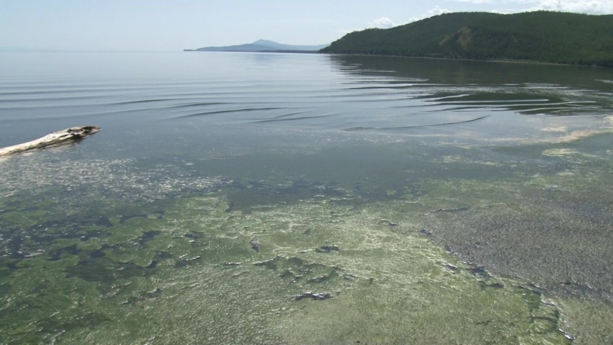 Загрязнение воды байкала. Река Селенга загрязнение Байкала. Селенга загрязняет Байкал. Озеро Байкал вода. Берег Байкала загрязненный.
