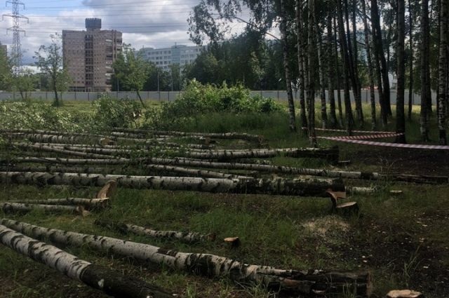 В Муринском парке уничтожают деревья