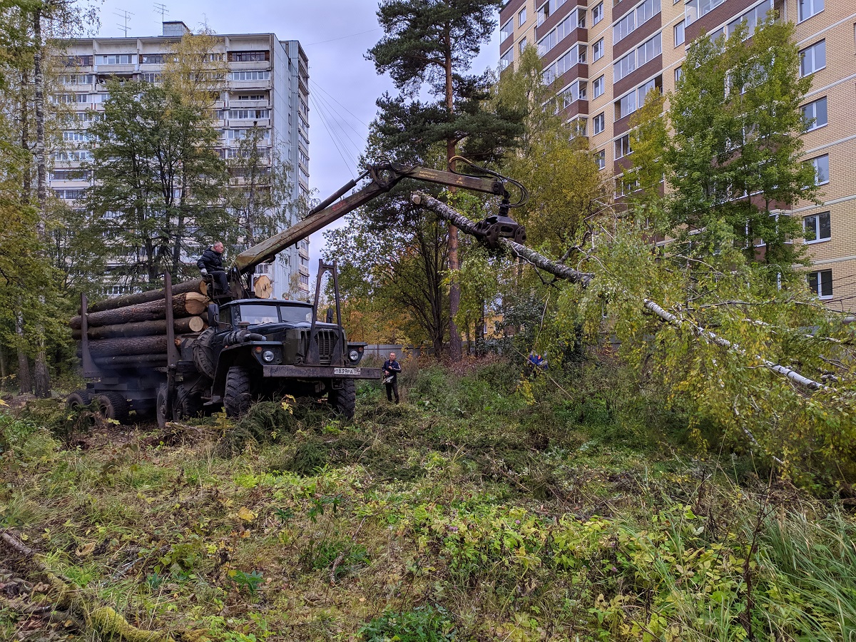 Кража подмосковного лесфонда легализована с помощью "лесной амнистии"