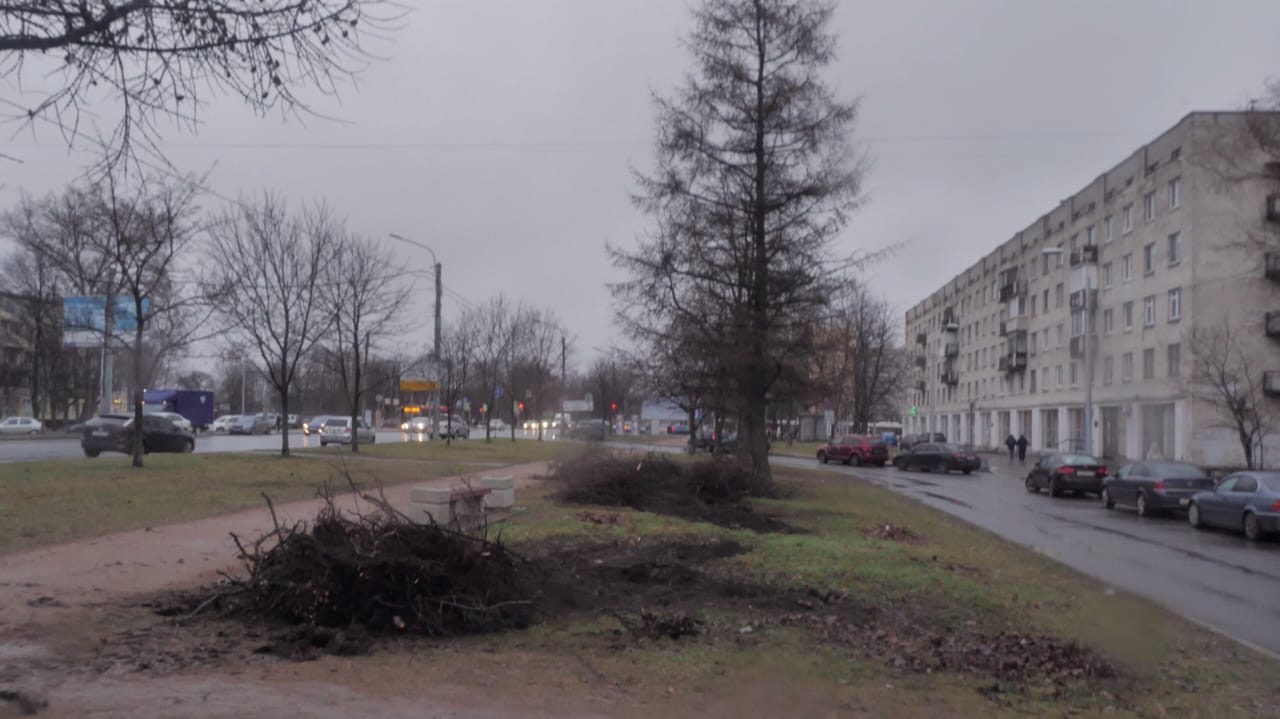 Петербург: закончились деревья - взялись вырубать кусты!