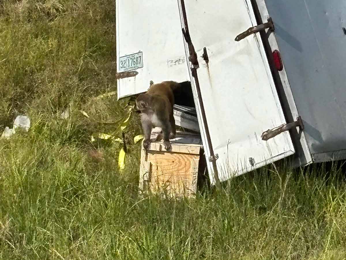 Primate infectado con virus, incluido COVID-19 y herpes, escapa en Mississippi.