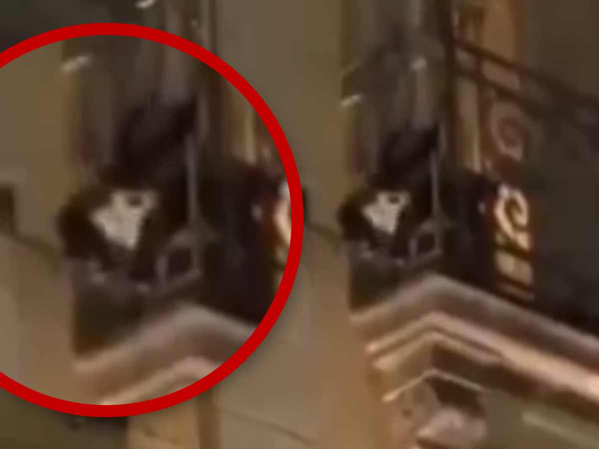 Fuga de mono en Puebla: ¿Mascota adorable o peligro ambiental?