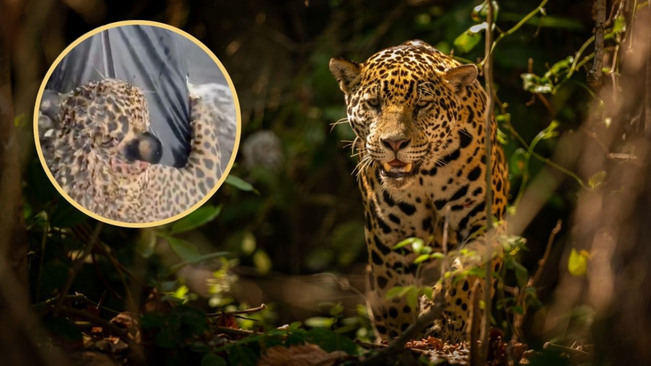 Agentes de policía rescatan a jaguar malherido por proyectiles en la cabeza tras ser hallado en un río.