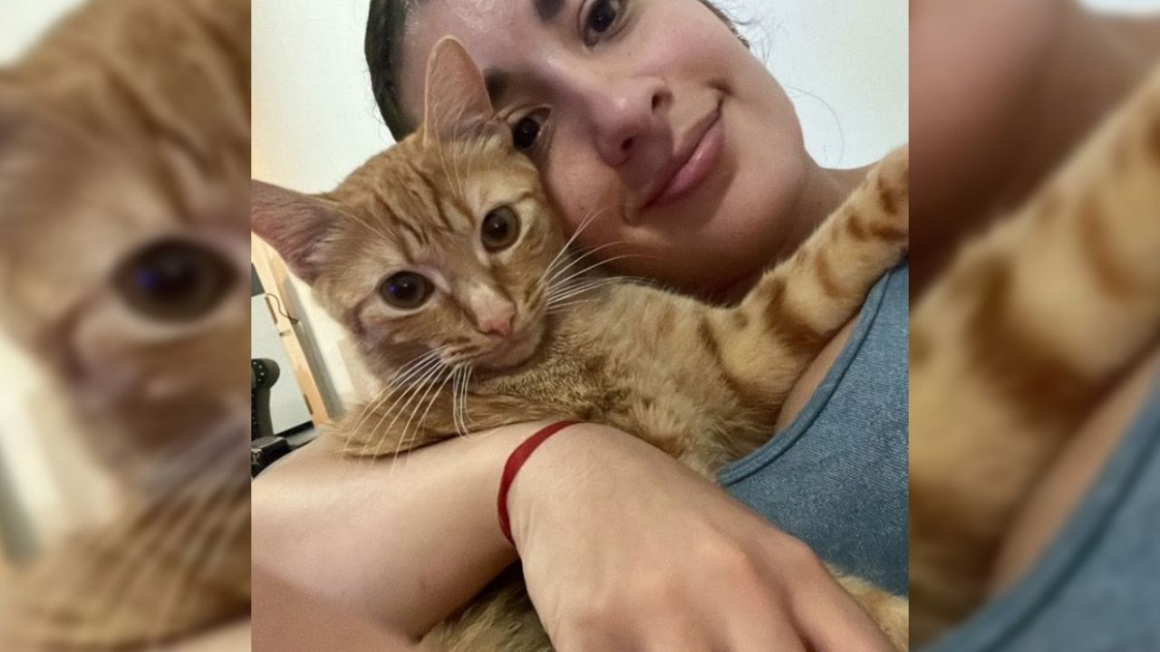 El engaño de un gato queda al descubierto: Un joven revela en un video la doble personalidad de su mascota.