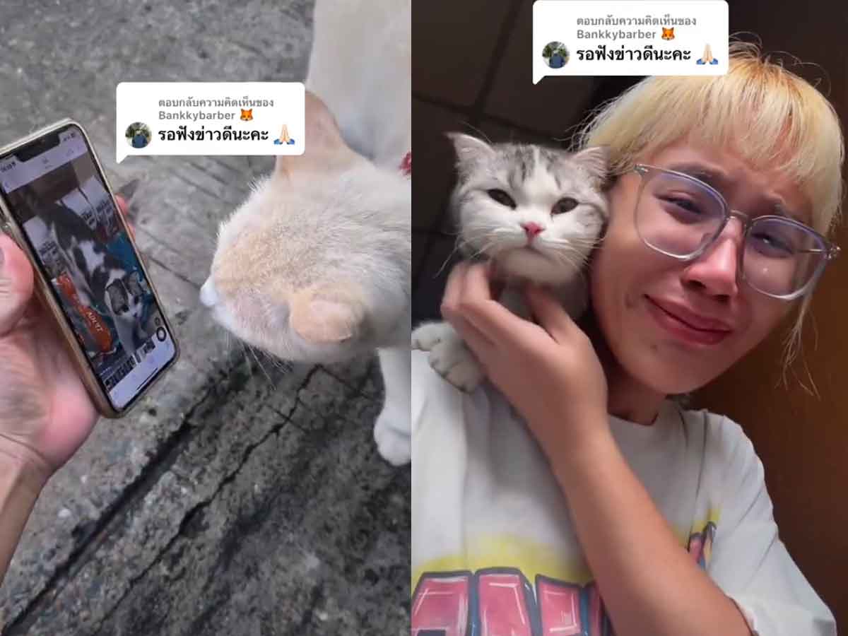 El reencuentro con su mascota perdida gracias a la ayuda de felinos vagabundos.