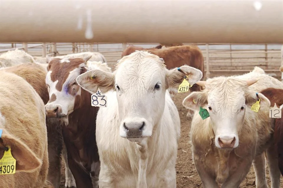 Trámites lentos agudizan el problema ganadero en Nuevo León.