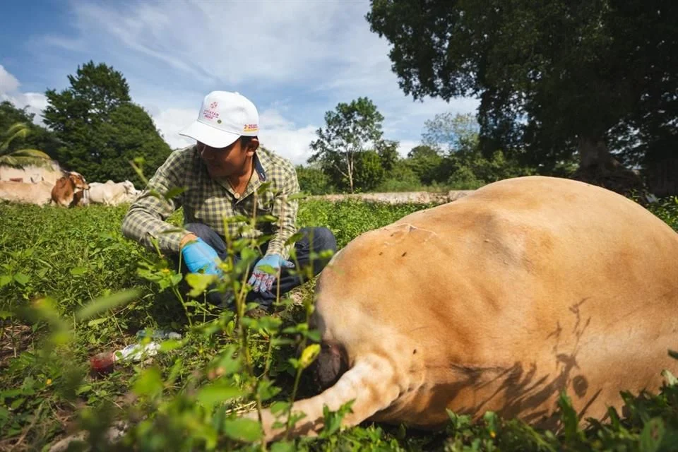 Intensifican la lucha contra el gusano barrenador