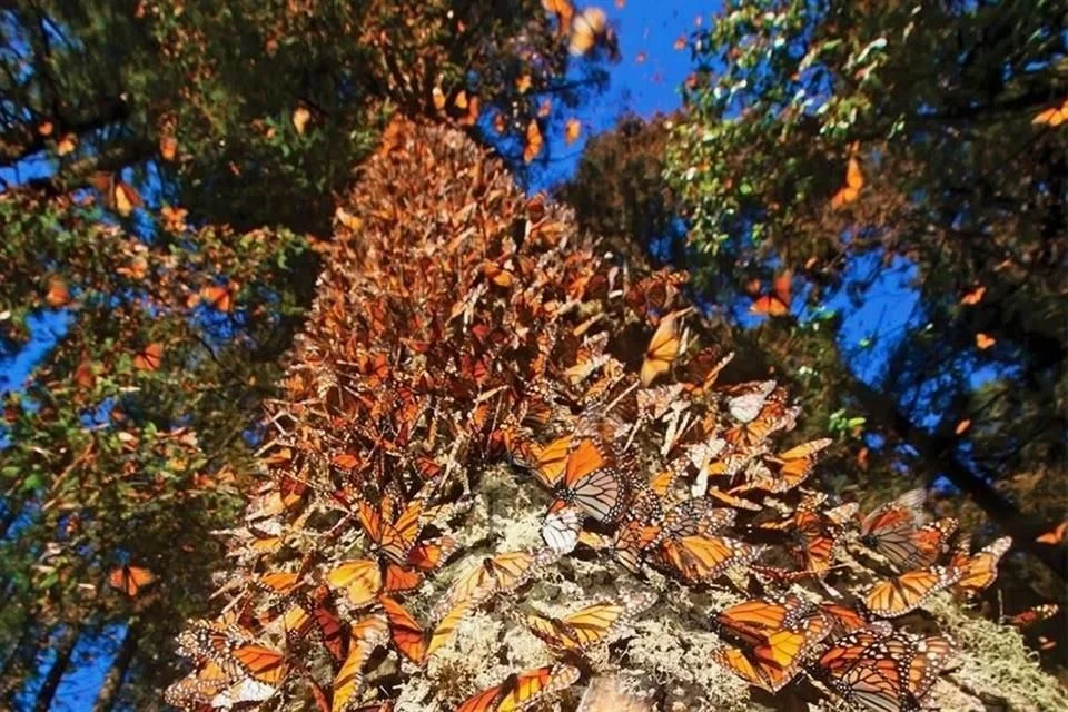 El resurgimiento de las mariposas monarca inyecta nueva vida a Michoacán.