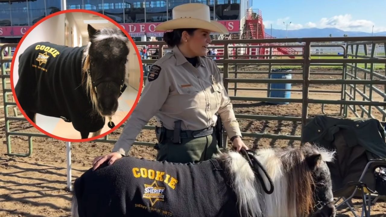 Salvada del matadero, una yegua se convierte en embajadora en California.