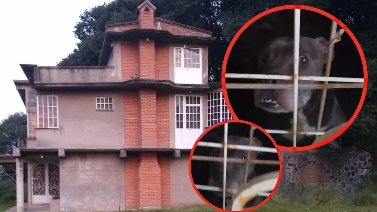 Hallazgo y salvamento de canina desamparada en Topilejo.