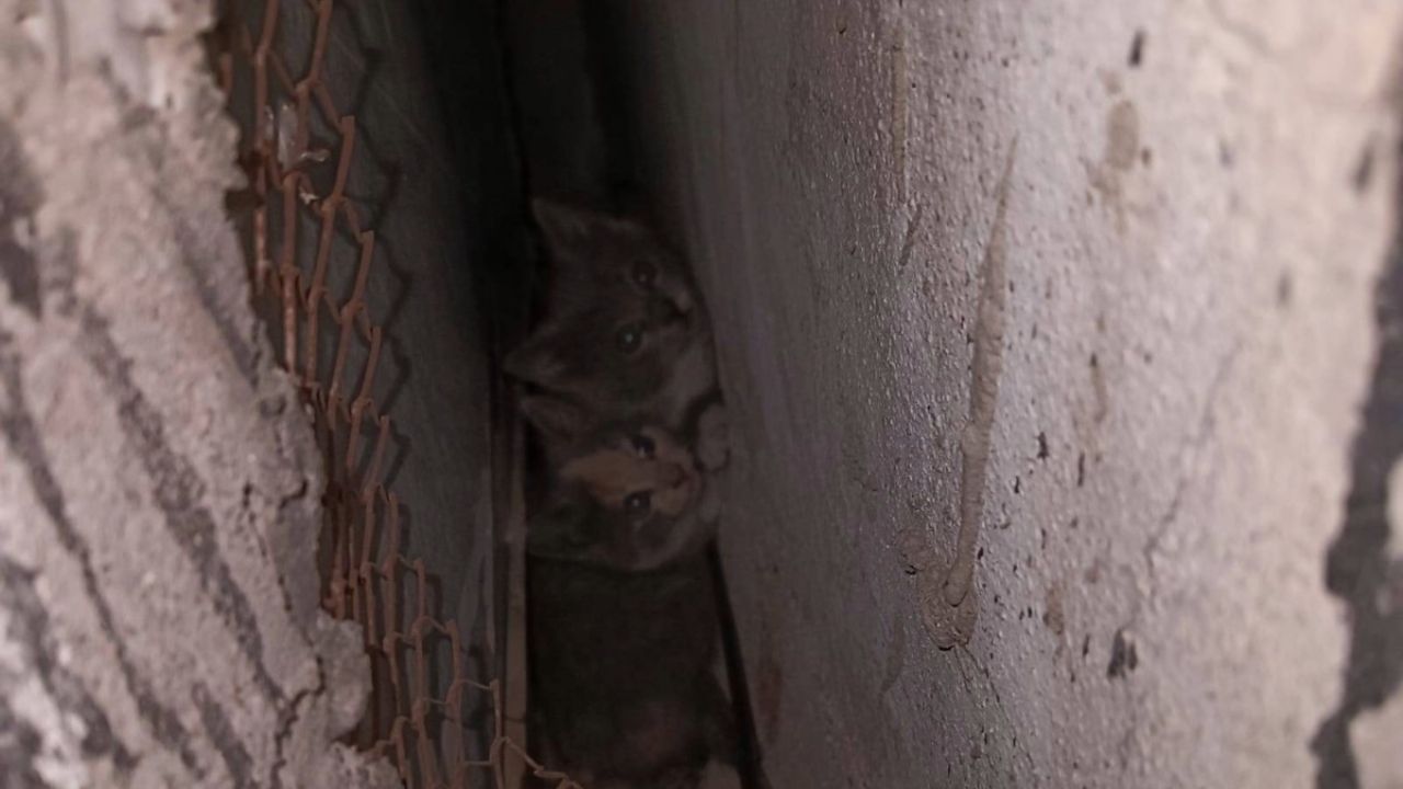 Hallazgo inesperado de gatitos durante rescate de bomberos | Imágenes