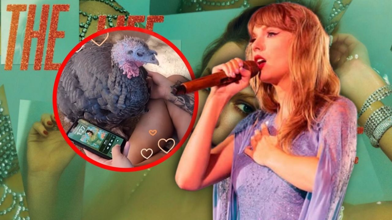 Pavo real rescatado conmovido por Taylor Swift busca adopción.