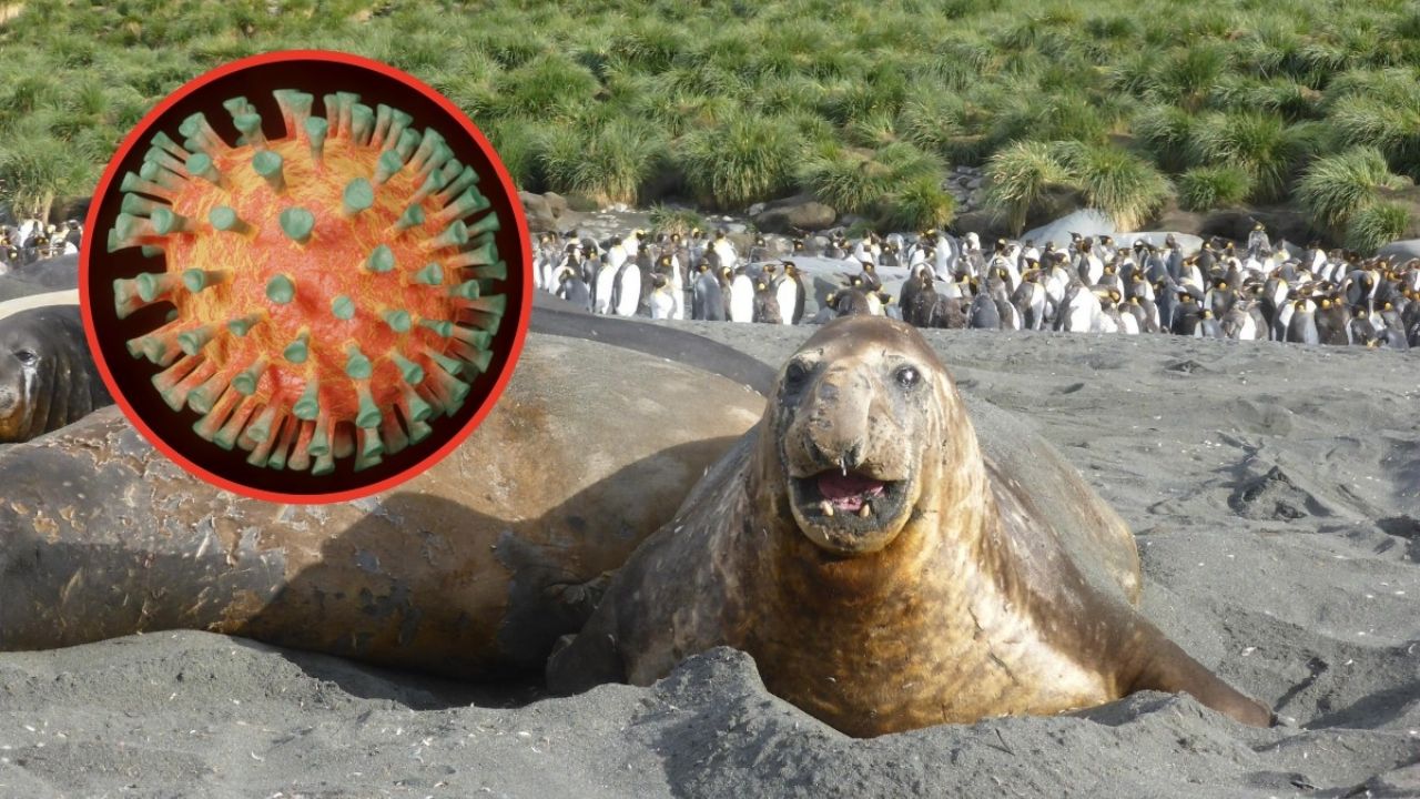 Gripe aviar causa mortandad masiva en hembras de icónico pingüino.