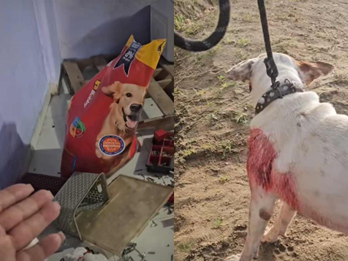 Desalojo forzoso de perros de refugio en Guerrero; robo de alimentos incluido.
