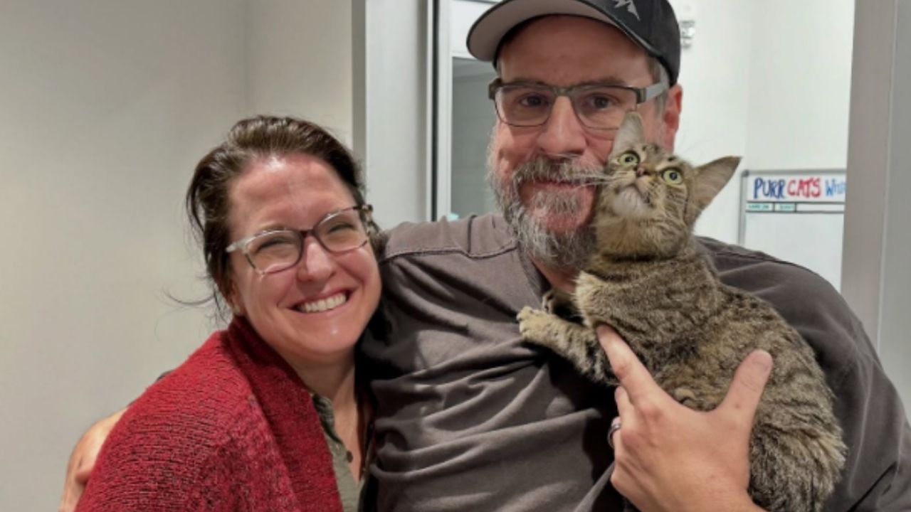 Gato peregrino retorna a casa tras largo viaje.