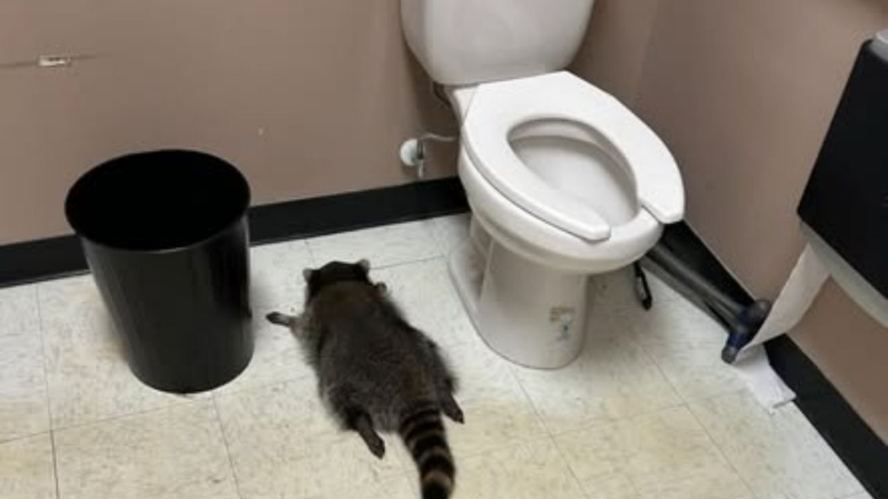 Mapache ebrio y sedado tras robo en licorería.