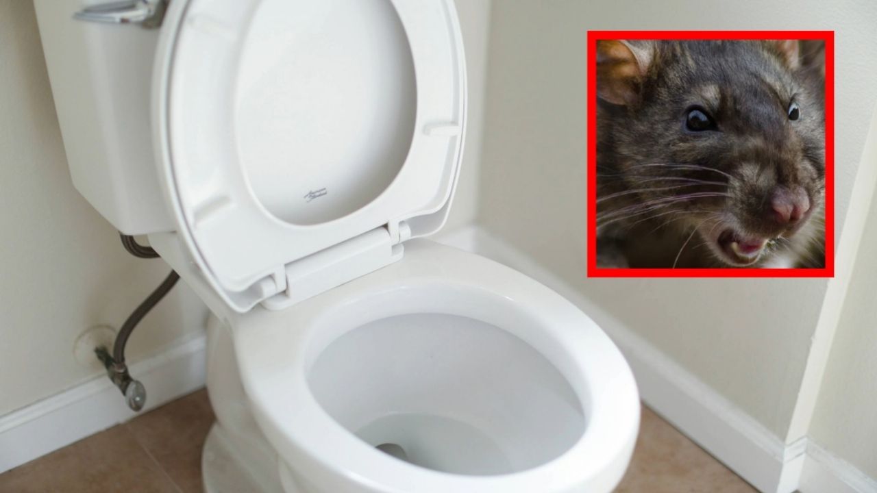 Desinfección de roedor en el fregadero.