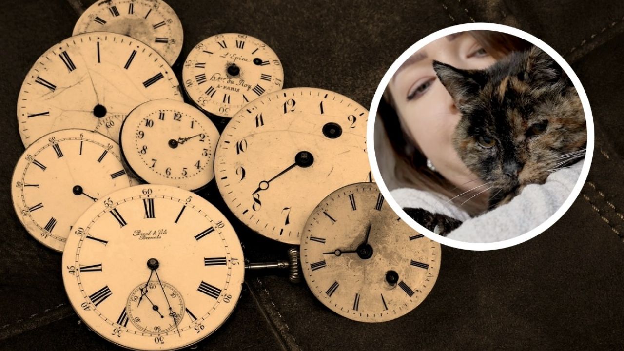 El clip celebra el trigésimo cumpleaños de Flossie, la gata más anciana del mundo.