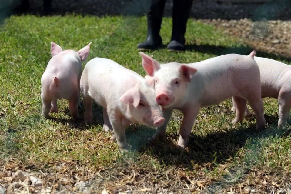 La agricultura enfrenta nuevos obstáculos por la revisión del T-MEC.