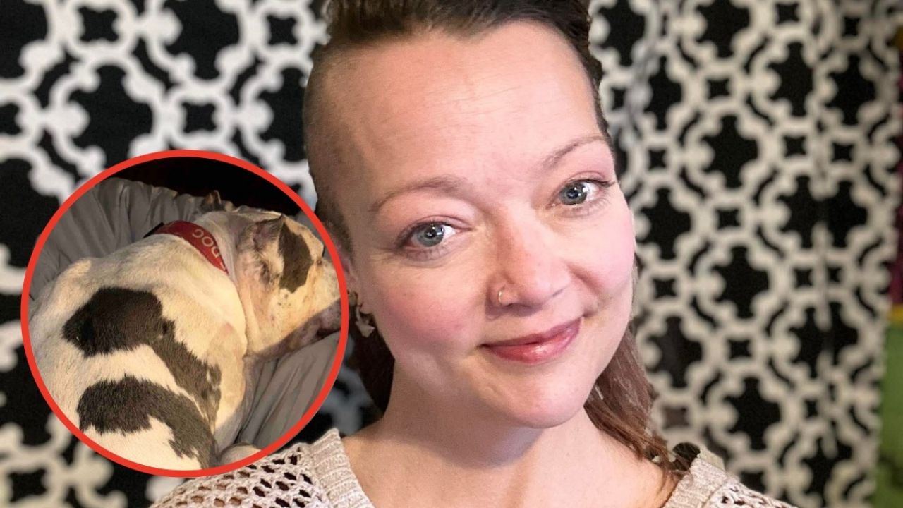 Perro de raza Pitbull muerde gravemente a su dueña, resultando en la pérdida de una pierna.