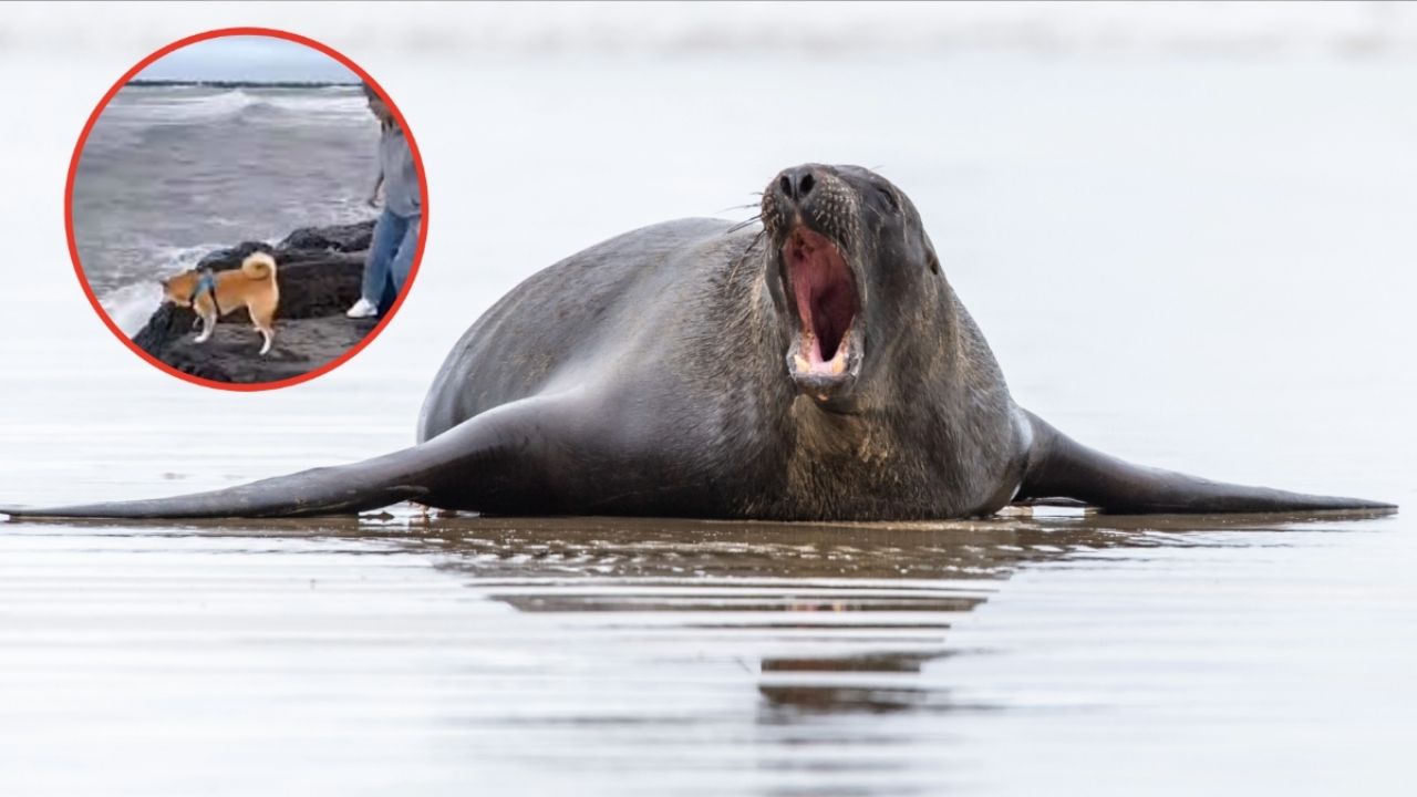 Incidente de lobo marino con animal doméstico en costa estadounidense