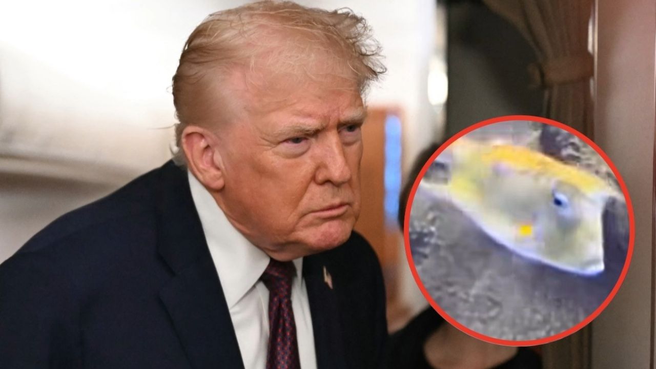 Un pez idéntico a Donald Trump revoluciona las redes sociales | VIDEO VIRAL