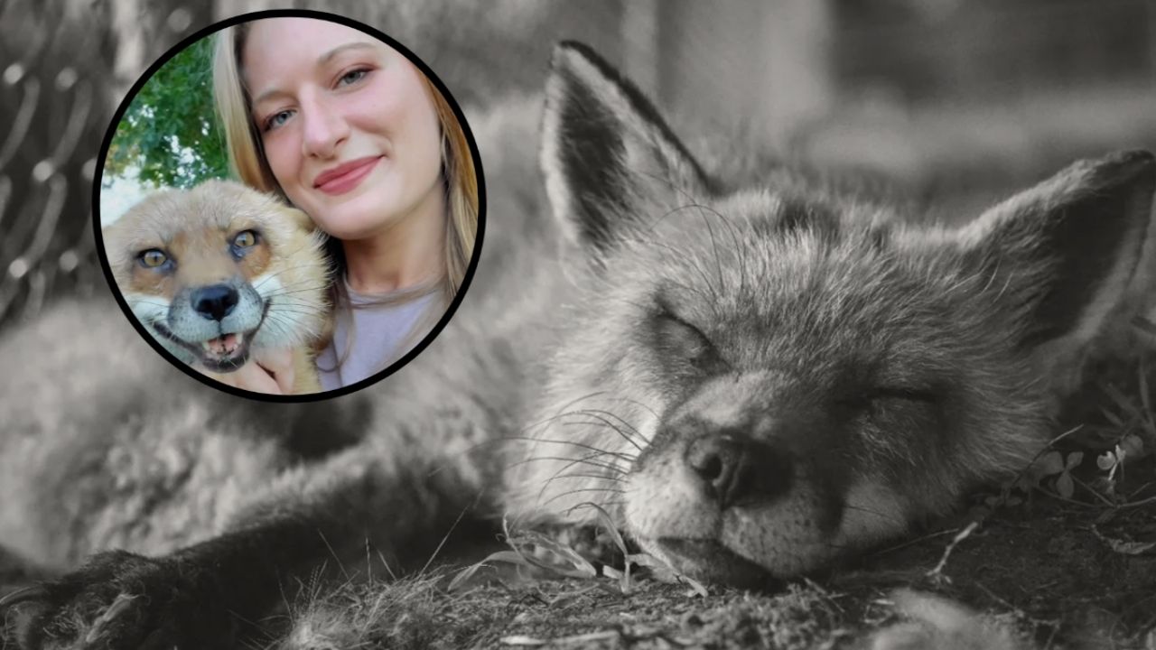 La comunidad online despide a Finnegan, el zorro mediático, tras el reciente fallecimiento de su cuidadora, Mikayla Raines.