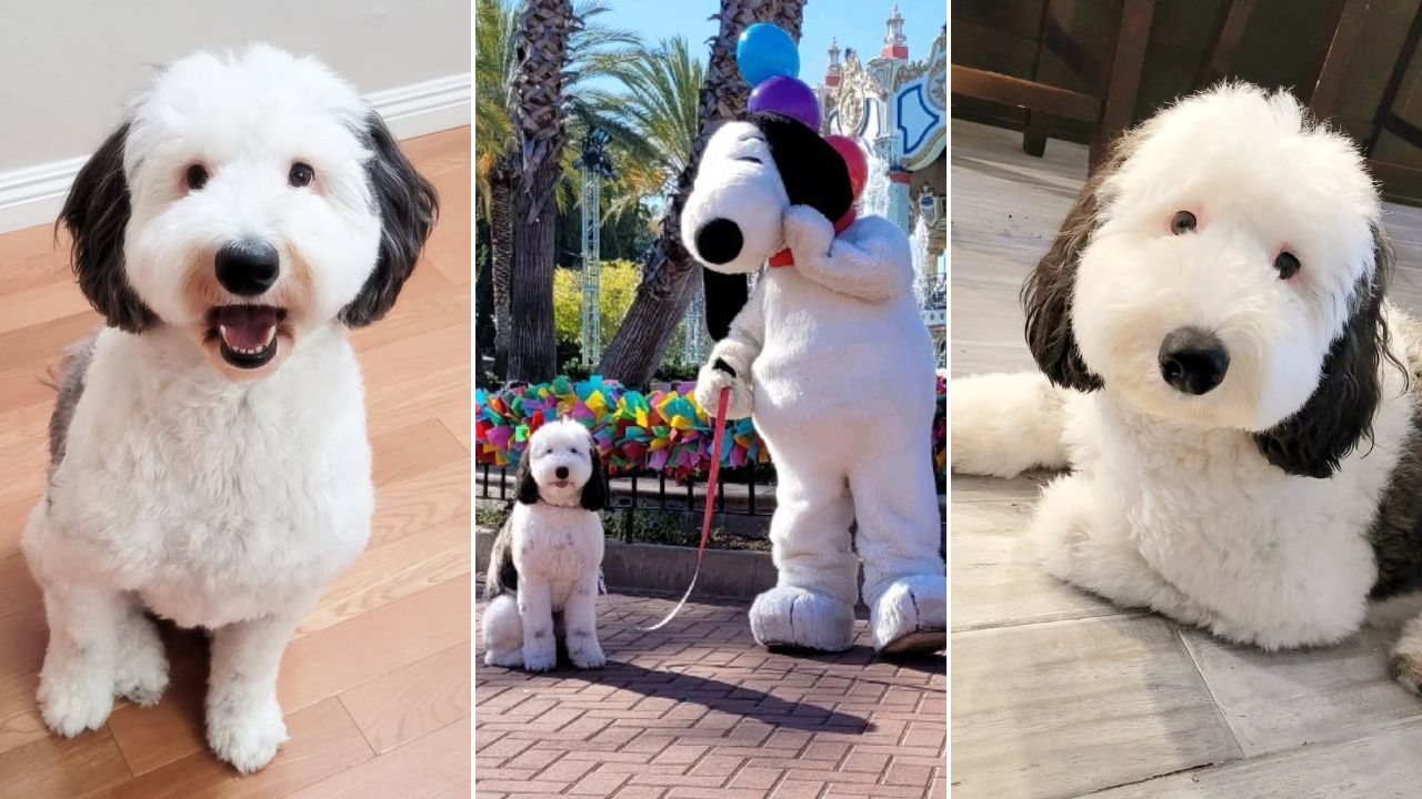 Mascota que se parece asombrosamente a Snoopy causa sensación en internet.