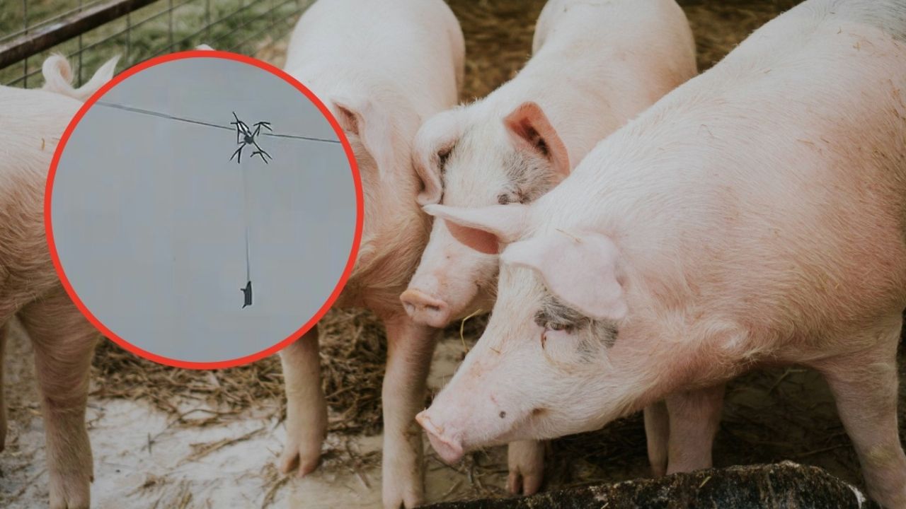 Cerdo en el cielo provoca corte eléctrico general al impactar con el tendido aéreo.