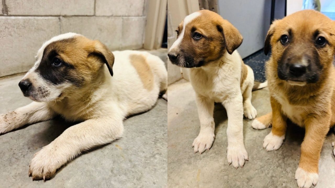 Salvamento de perritos hallados en un cubo.