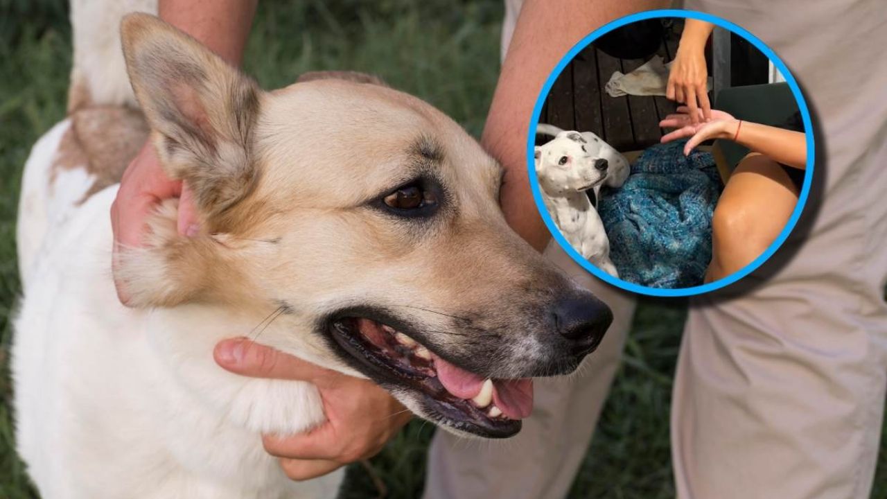 Adiestramiento y viralidad: un canino sordo triunfa en redes sociales con su comunicación gestual.