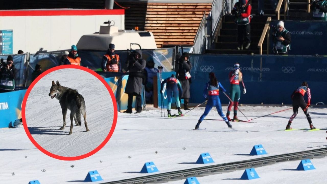 Perro mestizo irrumpe en pista olímpica de esquí buscando fama.