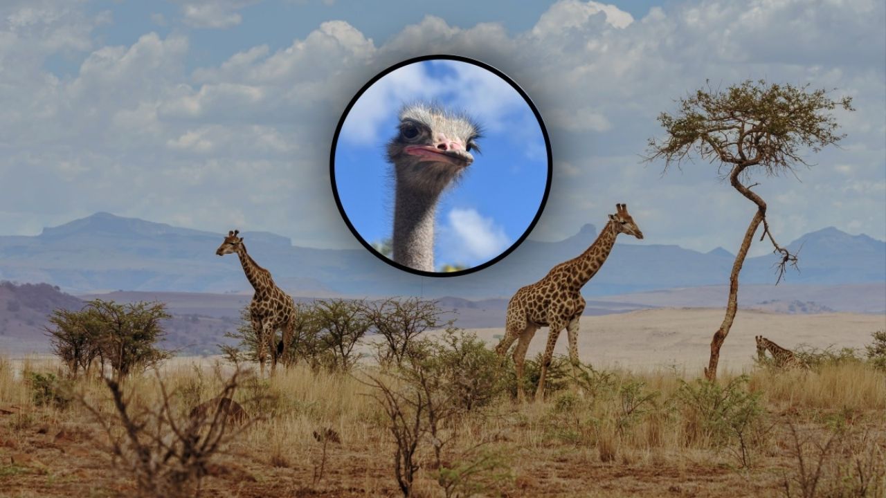 La confrontación visual entre la jirafa y el avestruz.