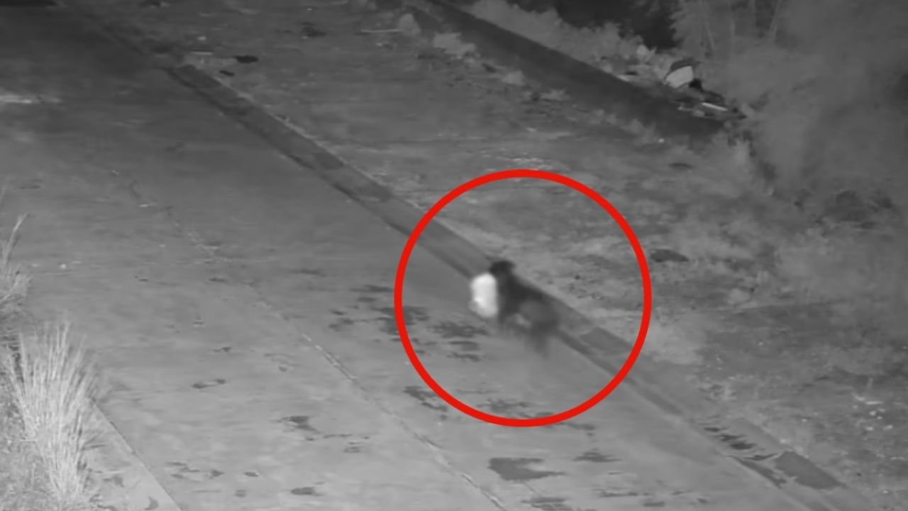 Perro de basura urbana: Un truco para evitar multas captado en video.