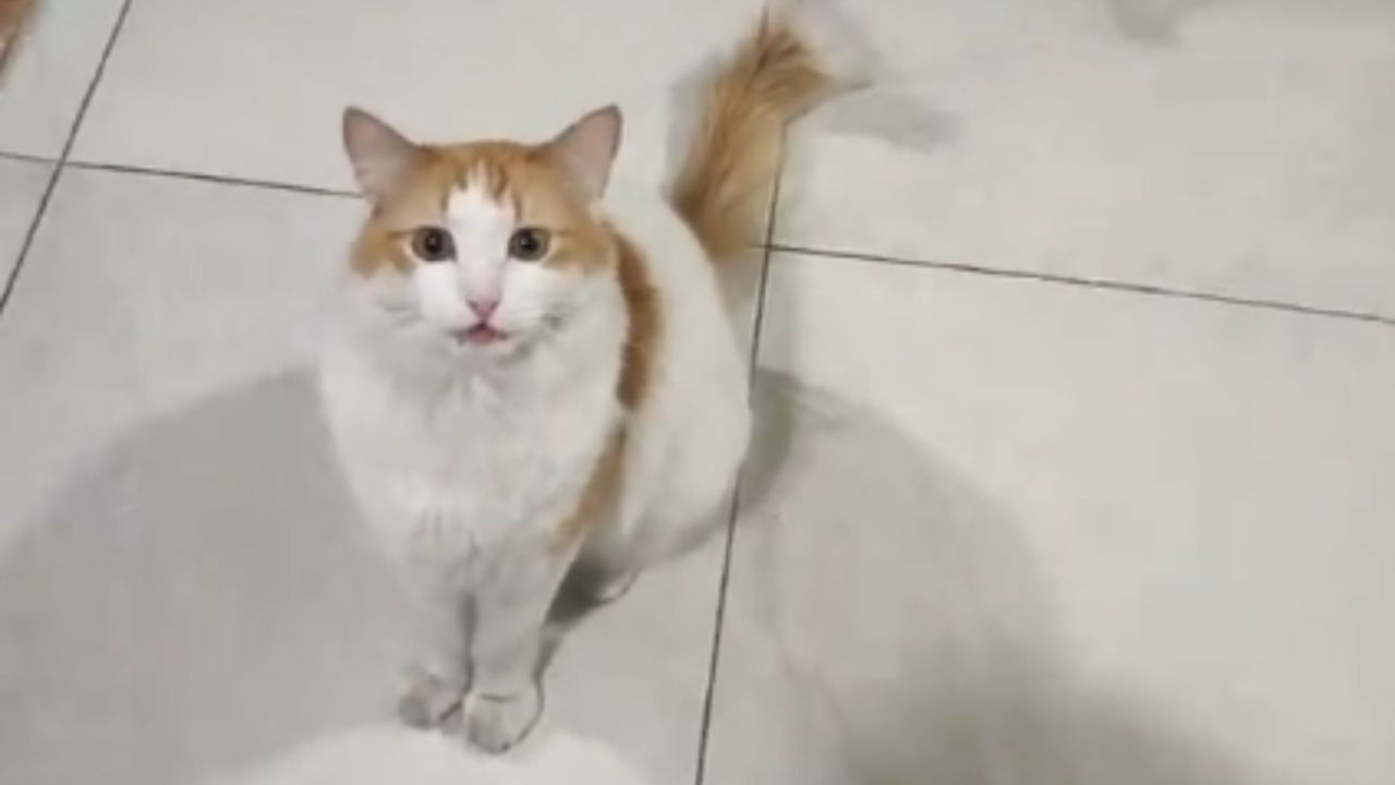 Mascota solicita con gran fervor su alimento preferido a su humana en audiovisual.