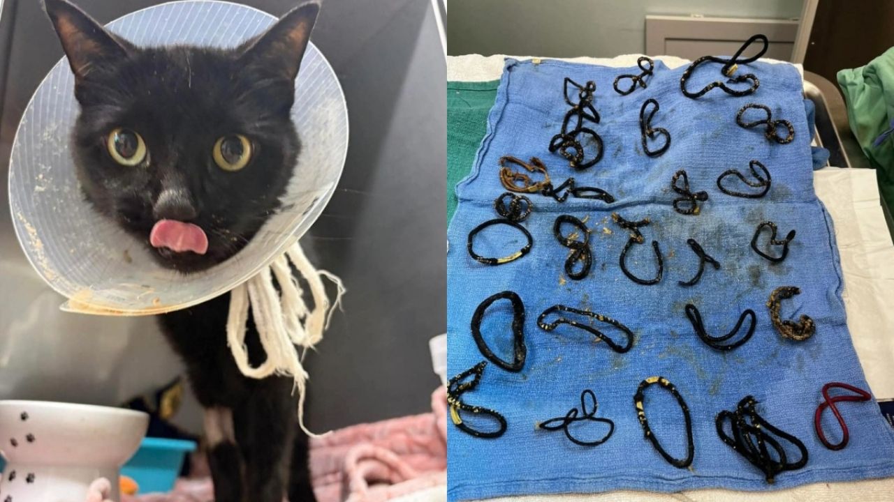 Gatita se recupera tras ingerir 26 coleteros.