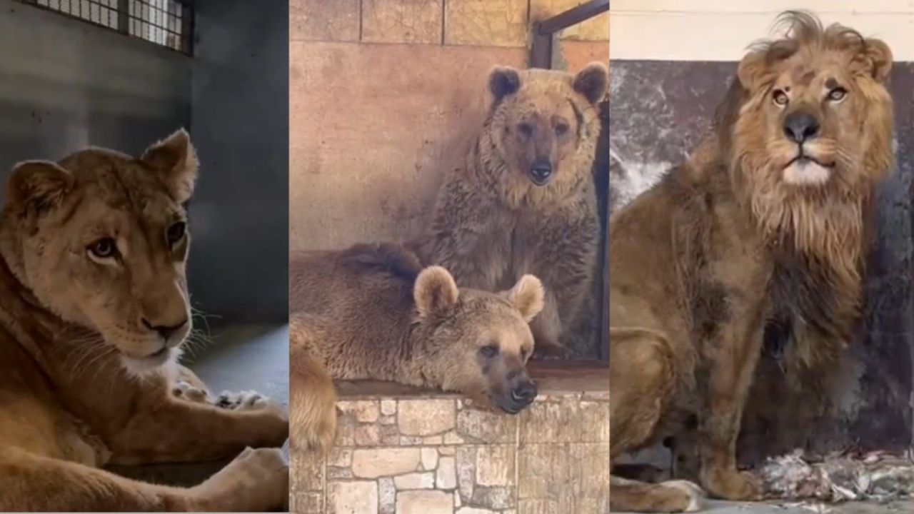 Liberación de animales de zoológico libanés en zona de conflicto: VIDEO