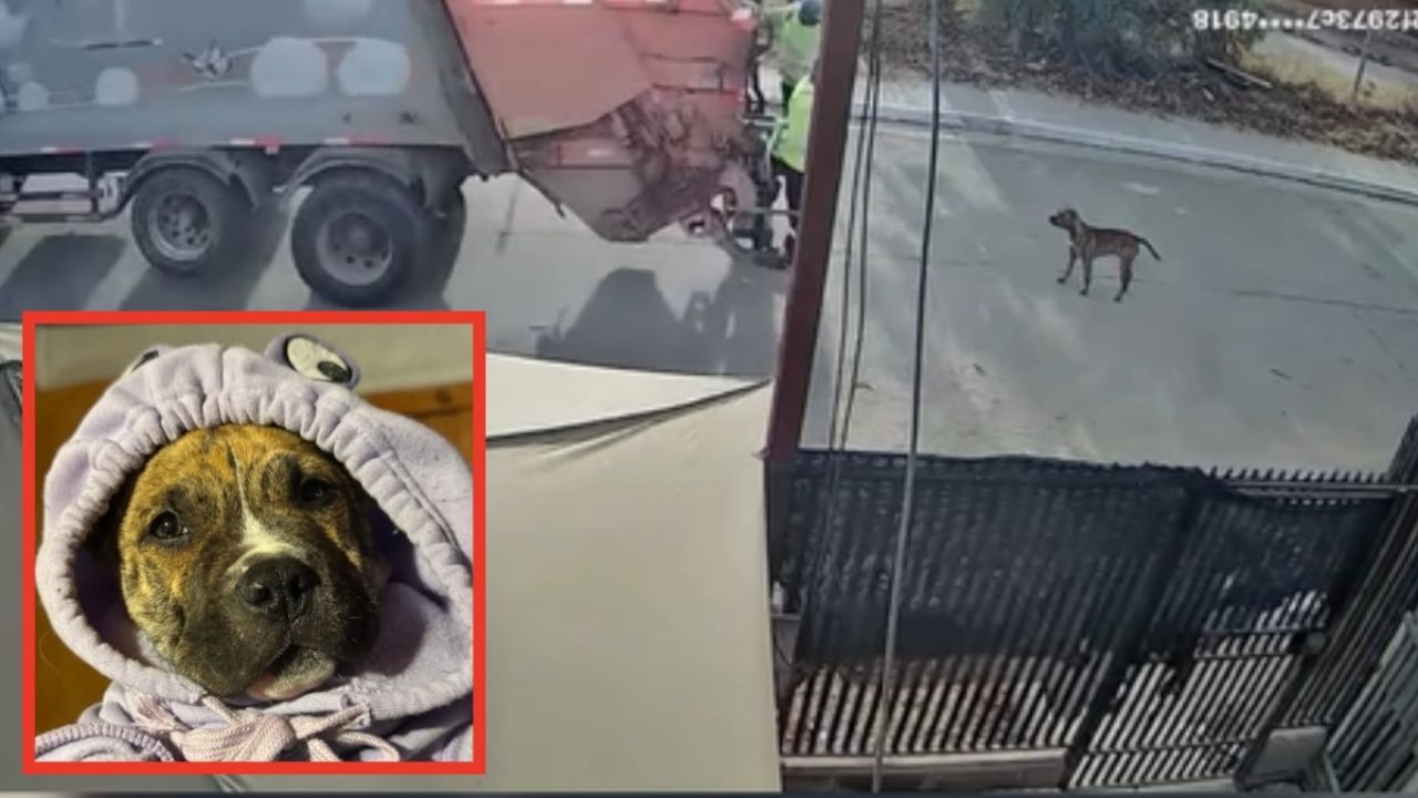 Tráiler de basura mata a perro y lo tira, indignación en redes.