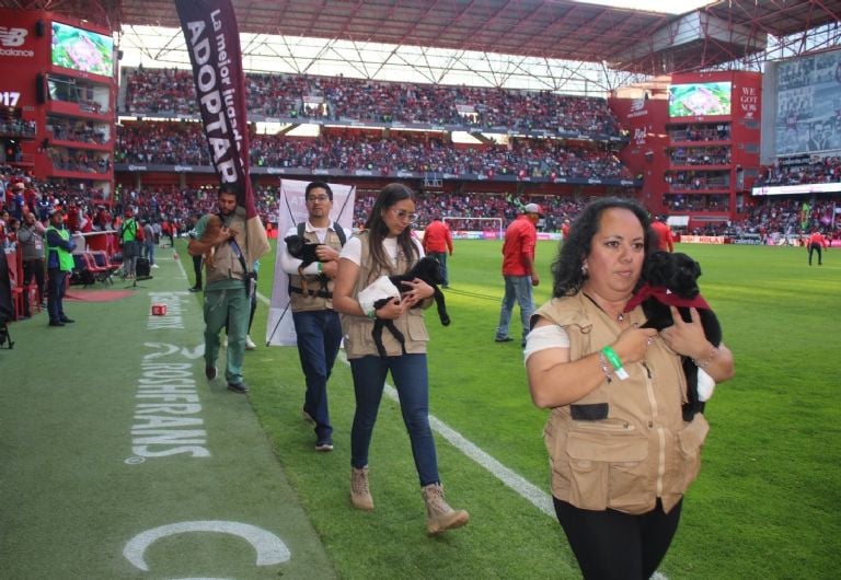 Adopción: Triunfo canino y felino en Edomex.