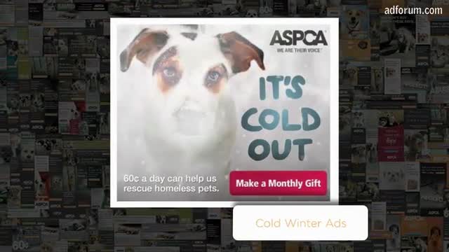 Aspca Cracking The Code Of Online Donor Acquisition