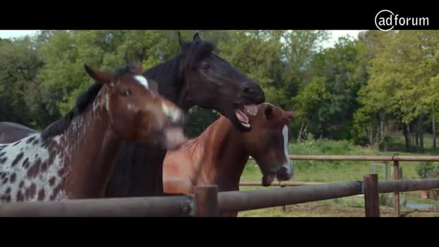 horse laughing gif