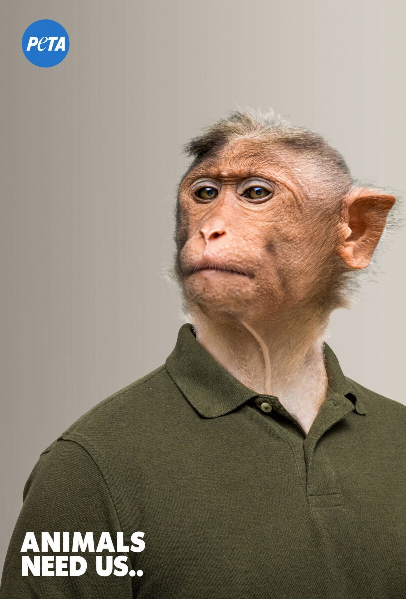 Peta Monkey