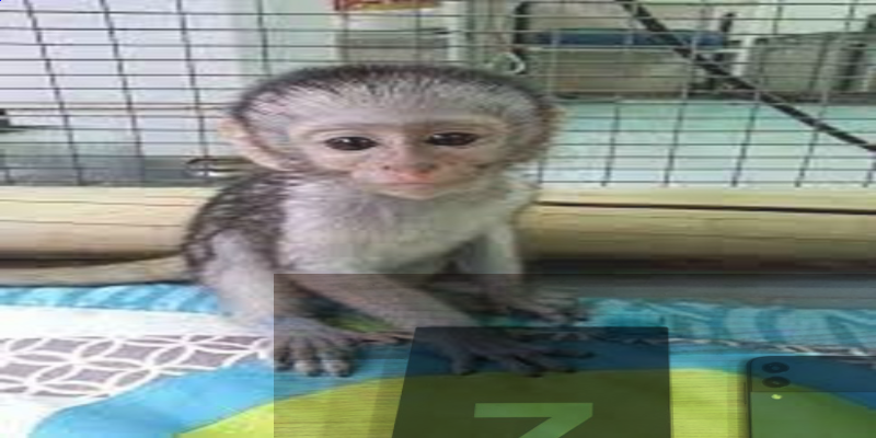 slide-image