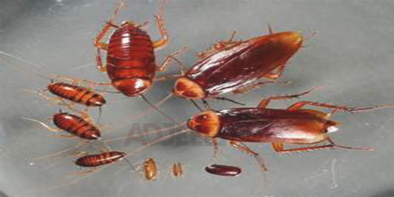 slide-image
