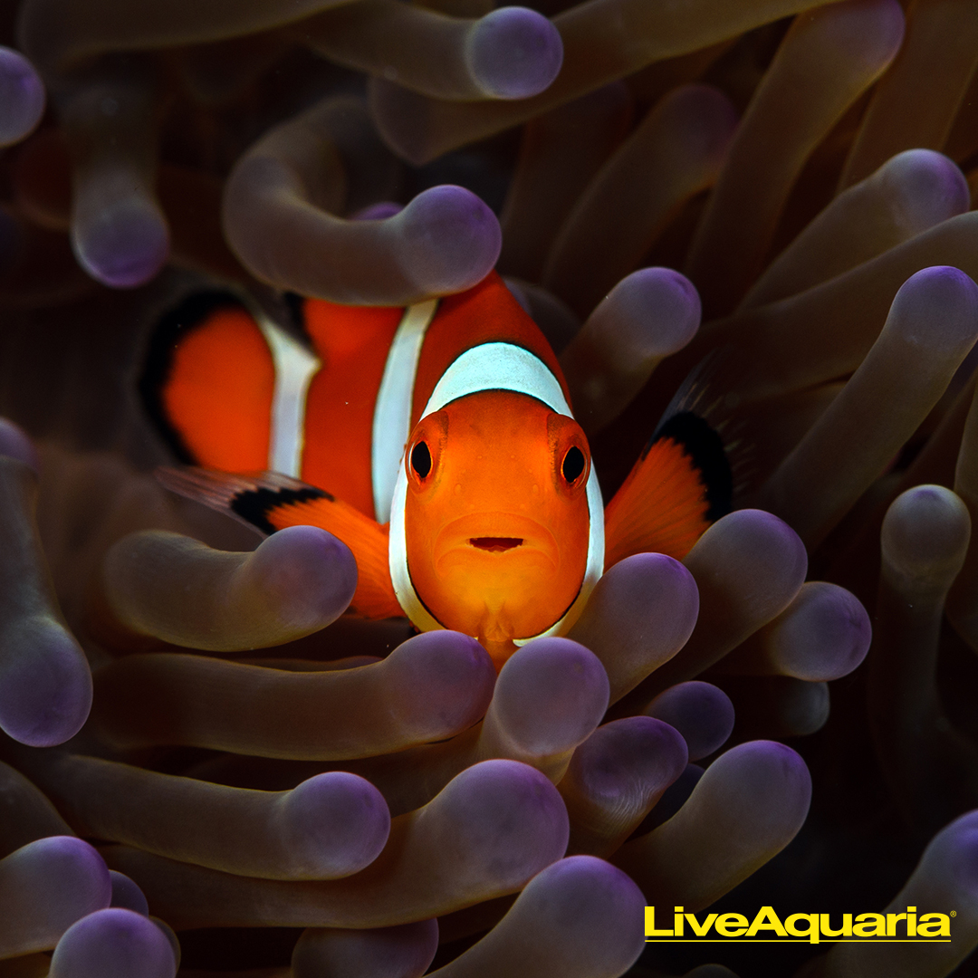 LiveAquaria creative