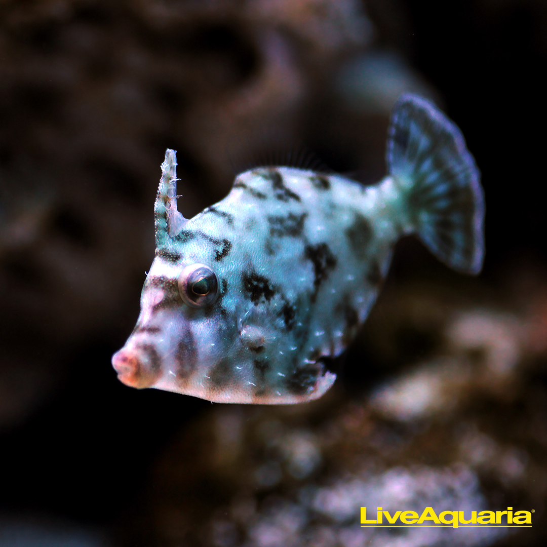 LiveAquaria creative