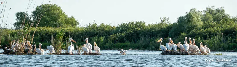 De Rusalii cu caiacele prin Delta lui Ivan Tulcea - Mila23 29 Mai - 1 Iunie 2026 - Imagine 3