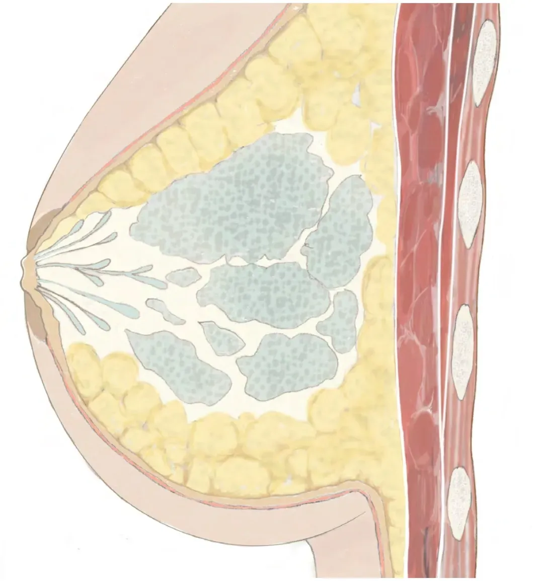 Depiction of a breast  